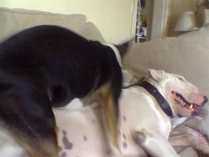 Bullterrier Thor +++R.I.P.+++ - En tosset freya der gimper på mig.. billede 2