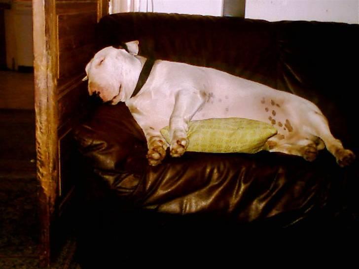 Bullterrier Thor +++R.I.P.+++ - Her er jeg med min ynglingsbeskæftigelse.. sove... billede 3