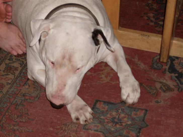 Bullterrier Thor +++R.I.P.+++ - Hmm keder mig lidt... billede 4