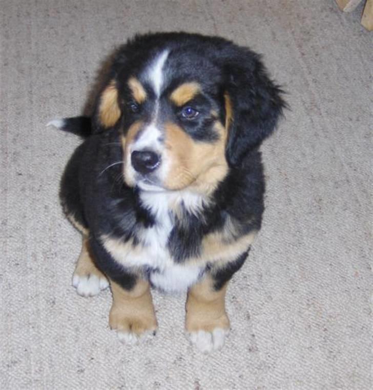 Berner sennenhund Afrodite - Nu er jeg 8 uger vejer 8400 g og er bare dejlig ;o) billede 1