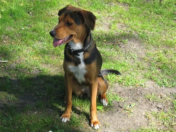 Blanding af racer Miniloo billede 7