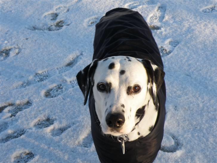 Dalmatiner Jody billede 15