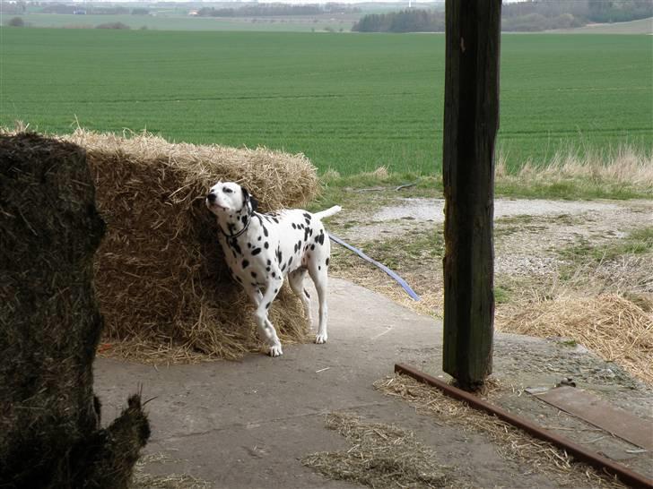 Dalmatiner Jody billede 16