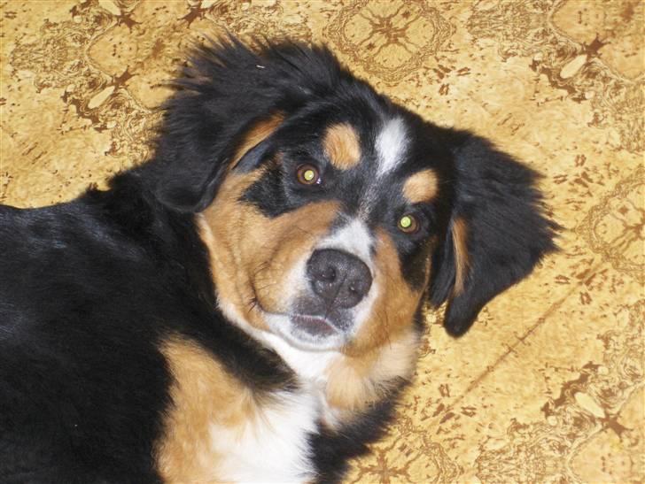 Berner sennenhund Afrodite - 5 måneder 55 cm og 27,6 kg billede 2