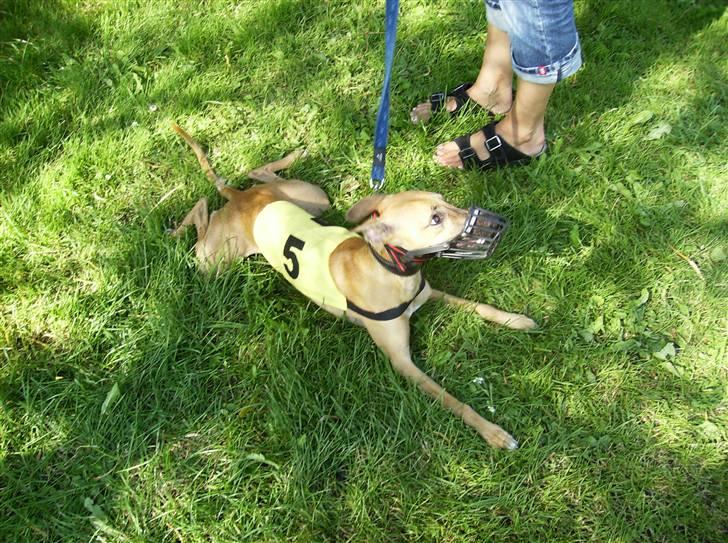 Whippet Aisha  billede 6