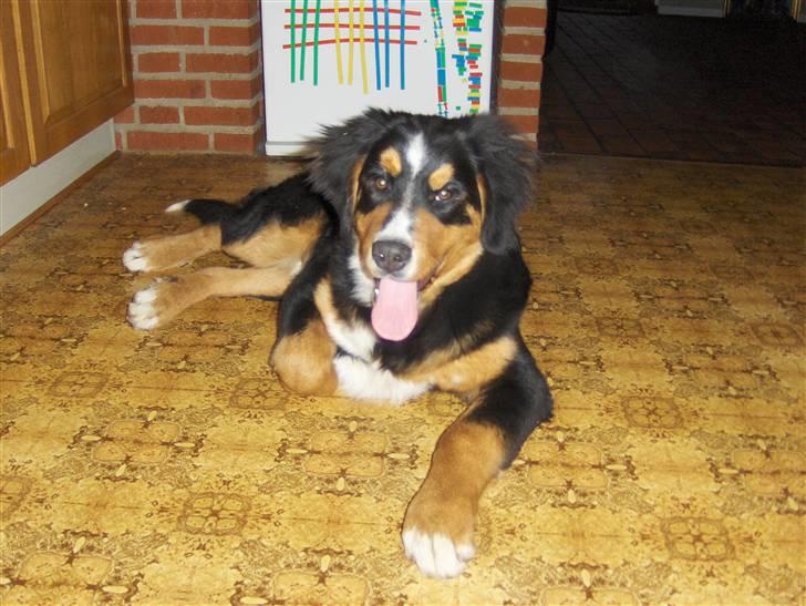 Berner sennenhund Afrodite - 5 måneder Stor, flot og lækker :o) billede 3