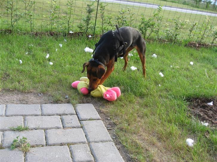 Blanding af racer Miniloo billede 9