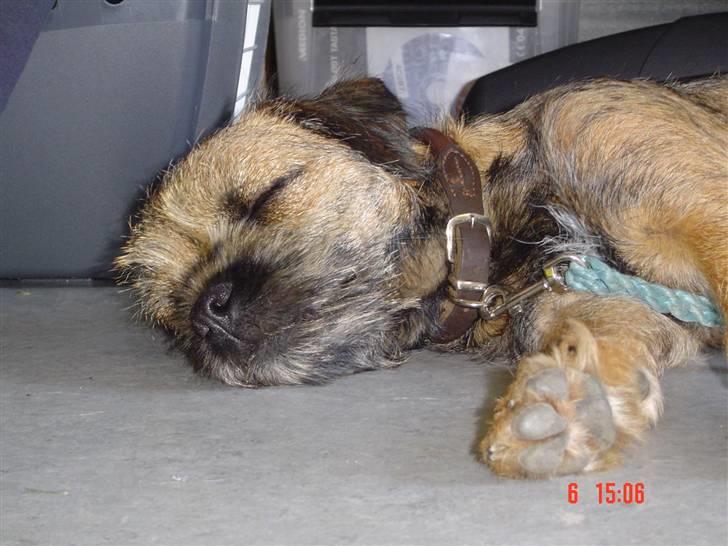 Border terrier Thilde billede 12