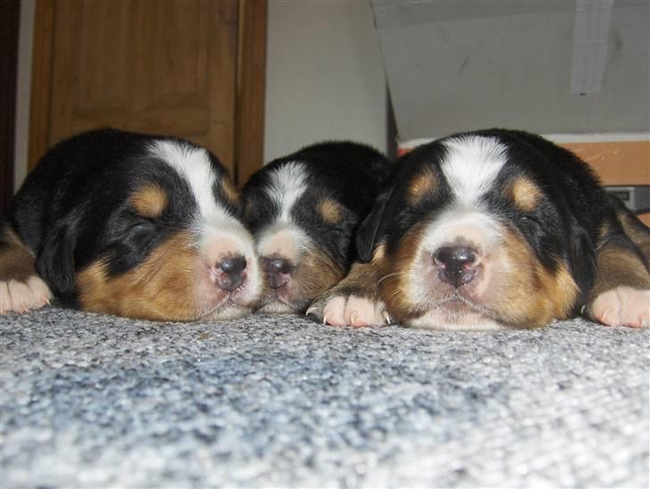 Berner sennenhund Afrodite - Vi nyder livet: Artemis til venstre - Apollon i midten og Afrodite til højre billede 4