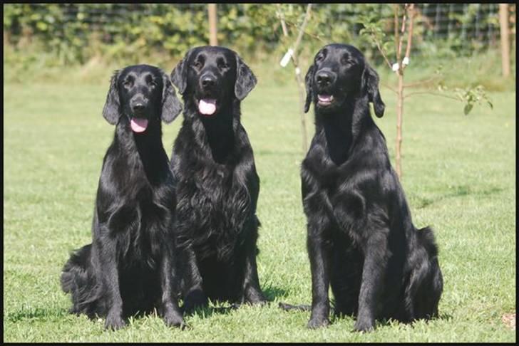 Flat coated retriever Money - Fra venstre er det Money, Charlie & Milo billede 6