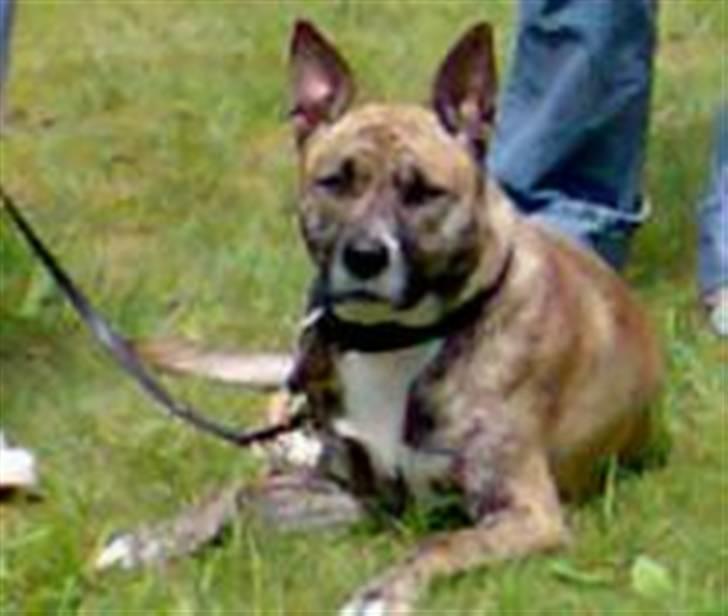 Blanding af racer Mana - sidder bare og lurer billede 7