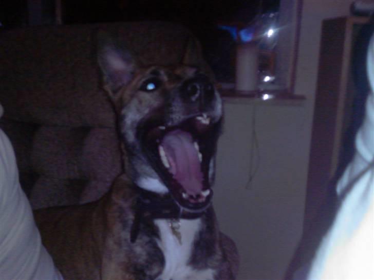 Blanding af racer Mana - .o0(Gab)0o.  billede 8