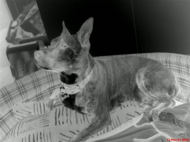 Blanding af racer Mana - Leger lidt med kameraet billede 9