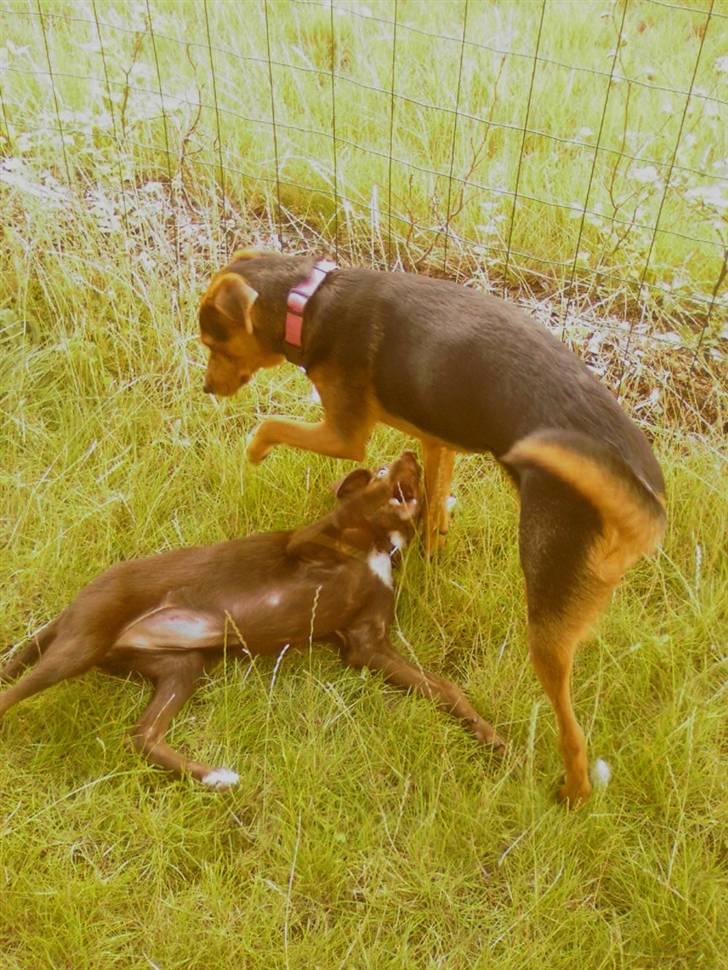 Blanding af racer Miniloo billede 10