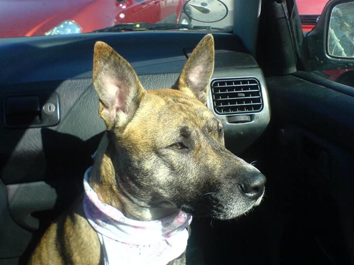 Blanding af racer Mana - er ude og kører billede 10