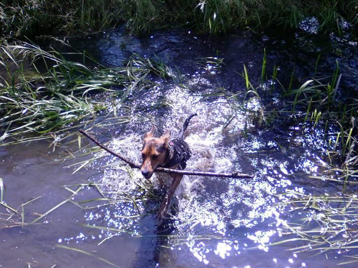 Blanding af racer Miniloo billede 12