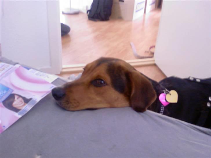 Blanding af racer Miniloo billede 13