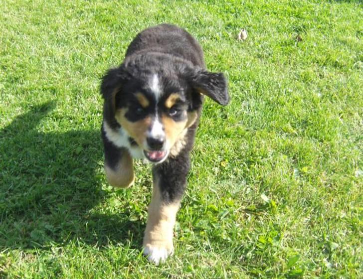 Berner sennenhund Afrodite - Hvor løber mor nu hen - synes Afrodite at tænke....... billede 5