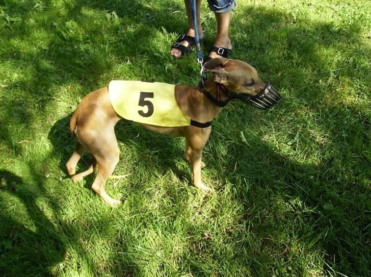 Whippet Aisha  billede 7