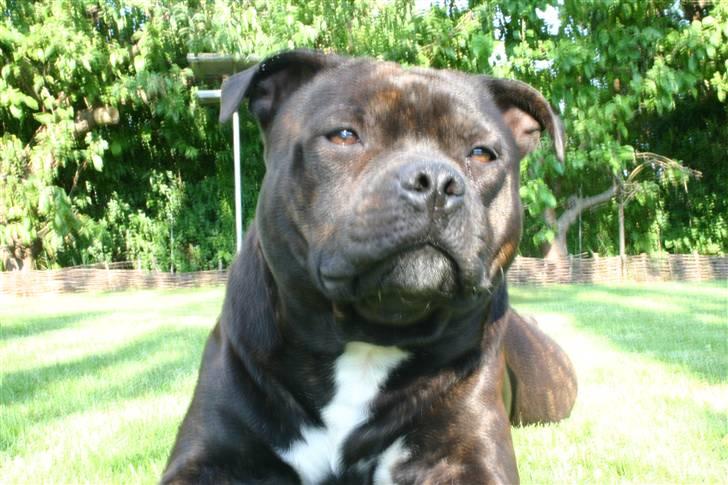 Staffordshire bull terrier Jason DKCH - Vores flotte fyr :-) billede 6