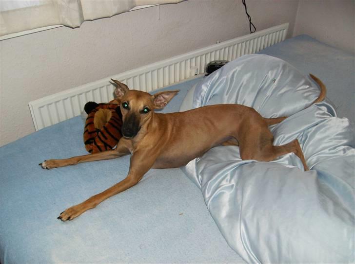 Whippet Aisha  billede 8