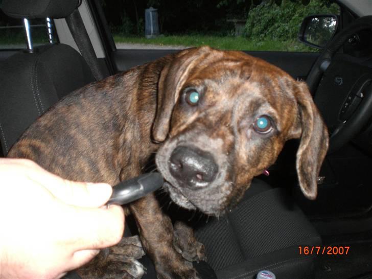 Blanding af racer Nala - Skal jeg ikke køre?? billede 1