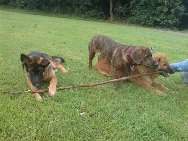 Blanding af racer Nala - Ude at gå tur sammen med brormand Balder billede 2