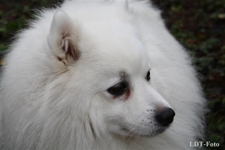 Japansk spids Malik - Velkommen til Maliks profil (Alle billeder er taget af mig) billede 1