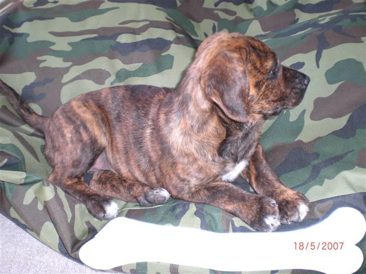 Blanding af racer Nala - Nala 9 uger billede 3