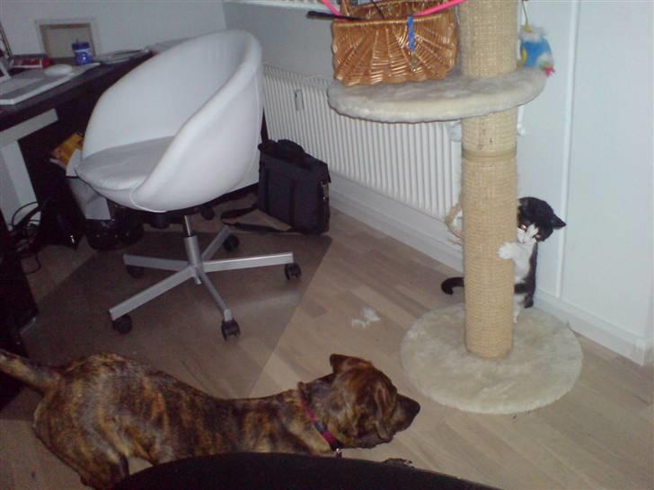 Blanding af racer Nala - Nala 9 uger: Sover lige... billede 4