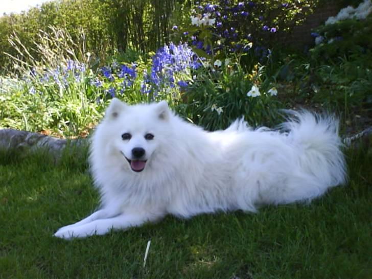 Japansk spids Malik billede 2