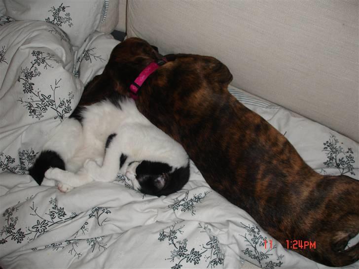 Blanding af racer Nala - Putter lige med Bølle på sofaen...  billede 5