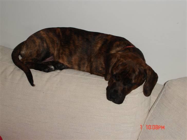 Blanding af racer Nala - Nala 4 Mdr billede 6