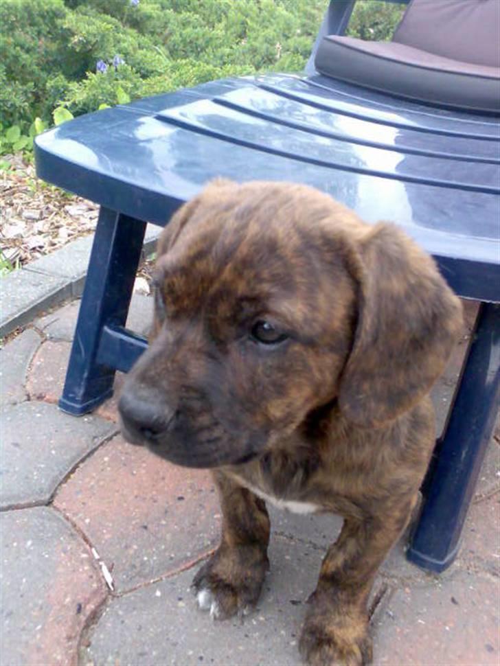 Blanding af racer Nala - Nala 9 uger billede 7