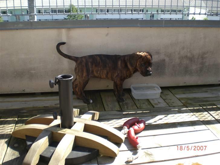 Blanding af racer Nala billede 8