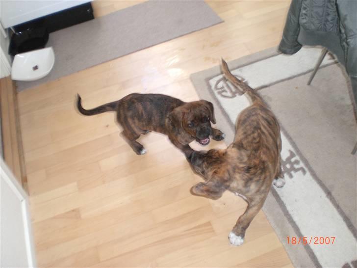 Blanding af racer Nala - Bliver lige lidt sur på Brormad Balder... billede 9