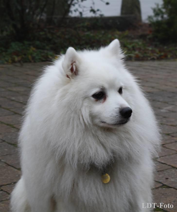 Japansk spids Malik - <3 billede 4