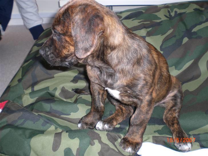 Blanding af racer Nala billede 10