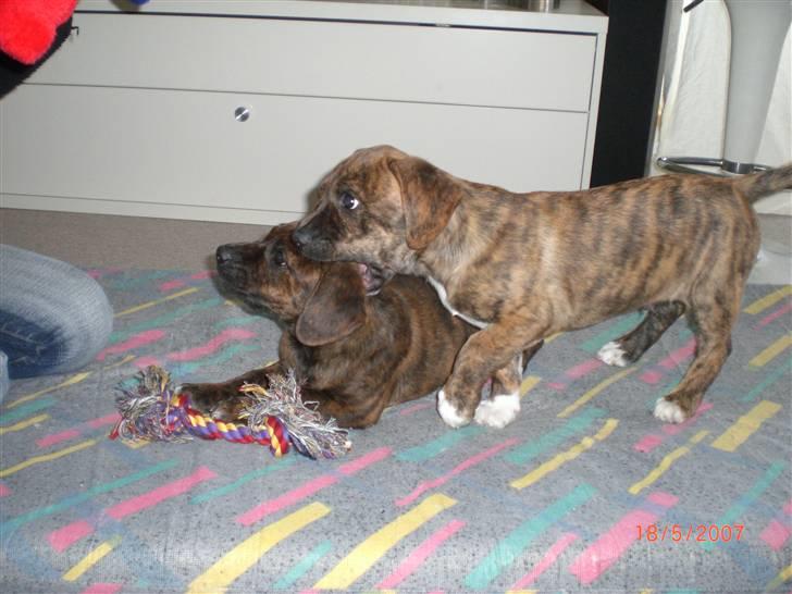 Blanding af racer Nala billede 11