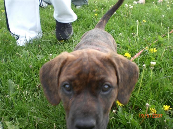 Blanding af racer Nala - HEJ kamera billede 12