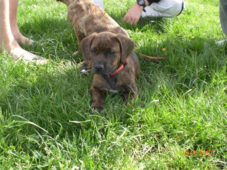 Blanding af racer Nala billede 13