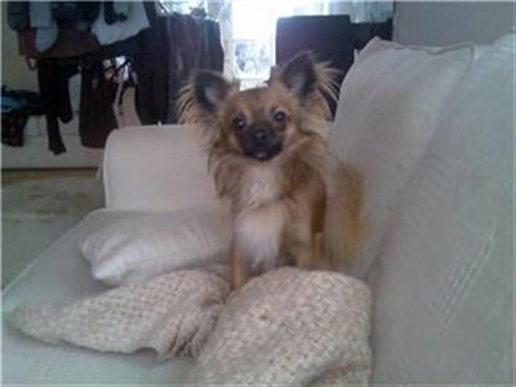 Chihuahua stetch død :( billede 1