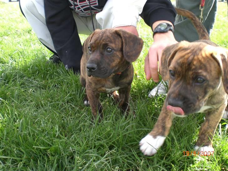 Blanding af racer Nala - Leger lige lidt med Brormand Balder billede 14