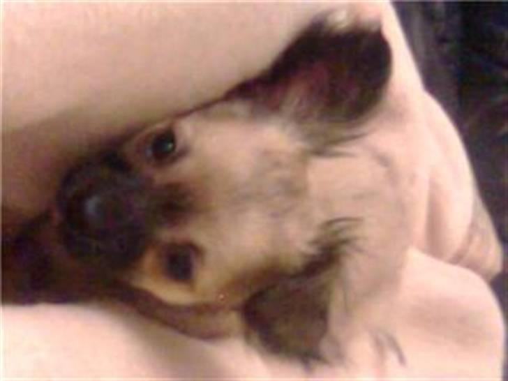 Chihuahua stetch død :( billede 2