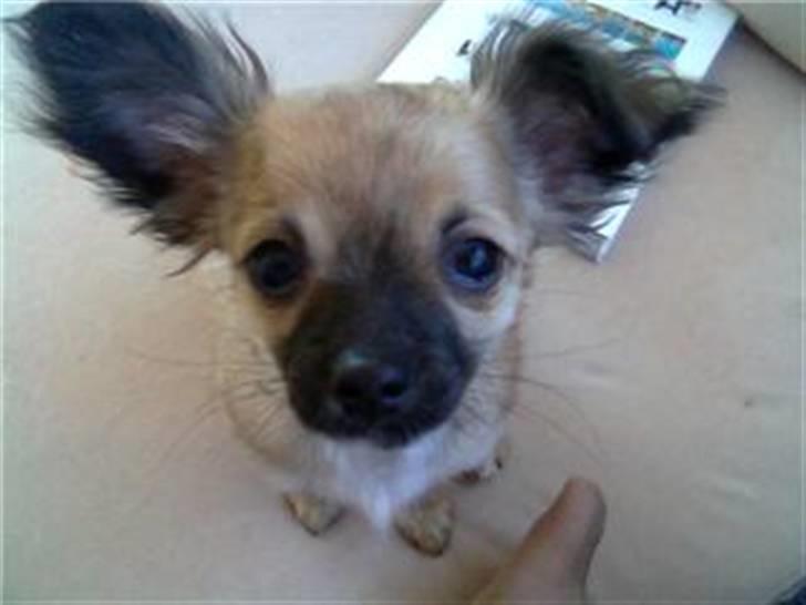 Chihuahua stetch død :( billede 3