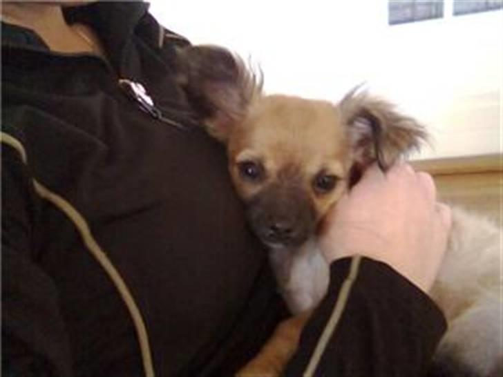 Chihuahua stetch død :( billede 4