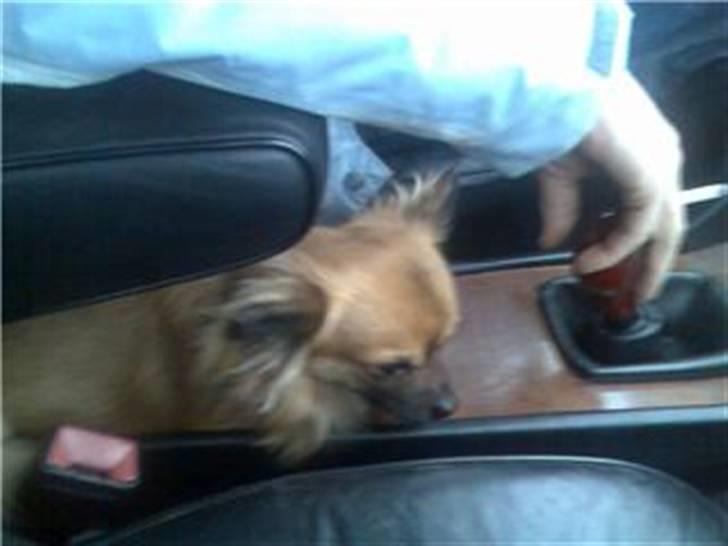 Chihuahua stetch død :( billede 5