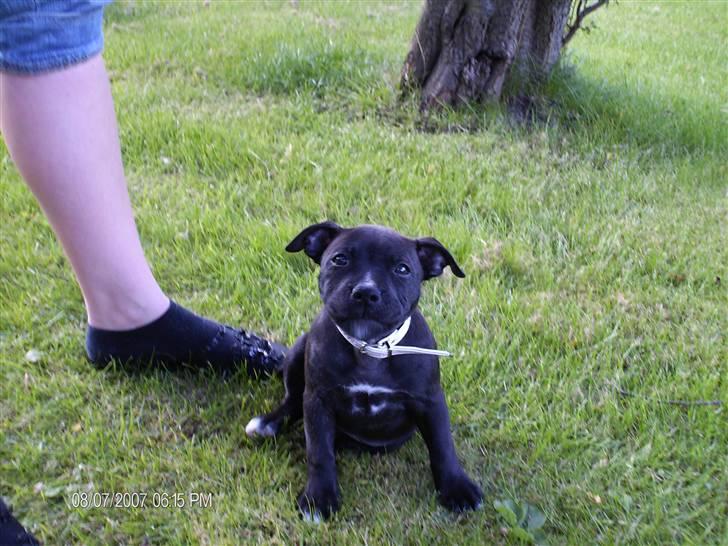 Staffordshire bull terrier Tezza - Lille Tezza 9uger billede 3