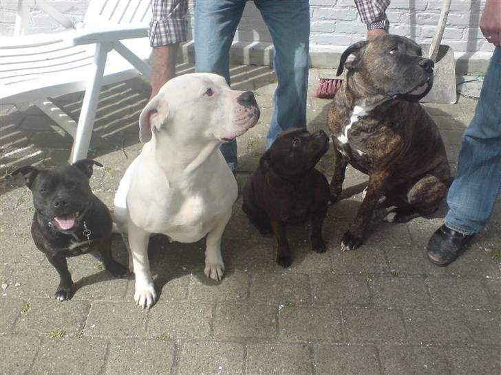 Staffordshire bull terrier Tezza - mig og mine venner billede 4