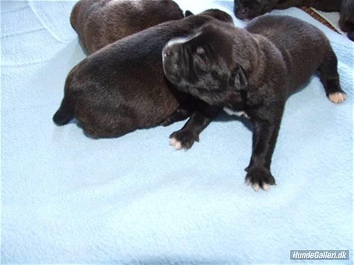 Staffordshire bull terrier Tezza - mini baby Tezza billede 5